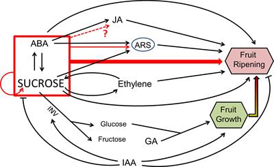 Sugar Signaling During Fruit Ripening